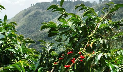 Coffee Plantation Rwanda