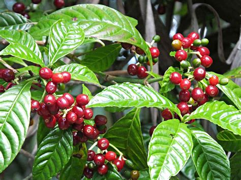 Coffee Plants Colombia