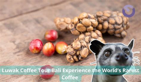 Coffee Tour Experience