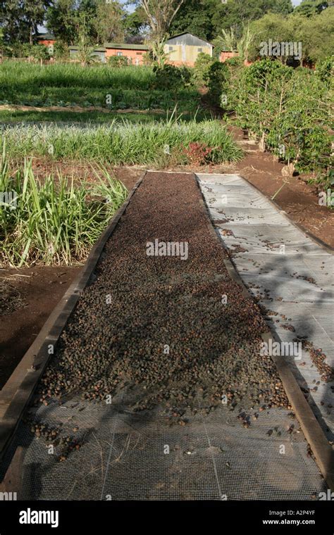 Coffee beans drying Tanzania