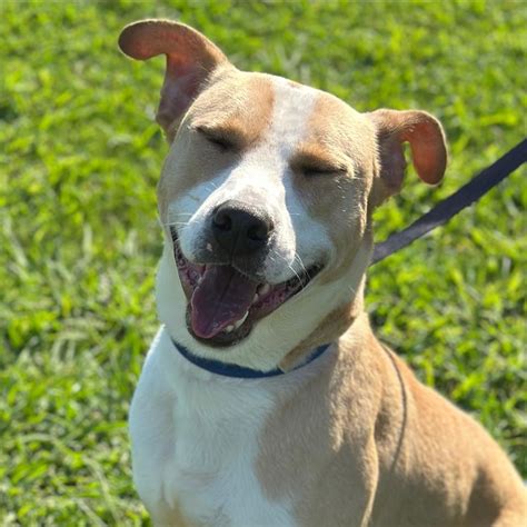 Saving Lives: The Compassionate Care of Colbert County Animal Shelter