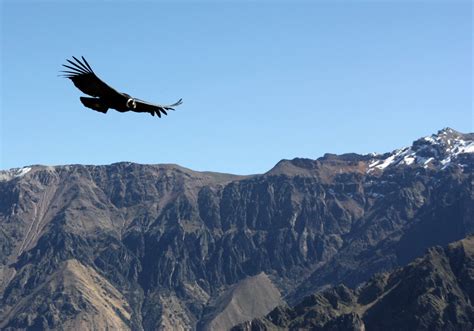 Colca Canyon Andean condor