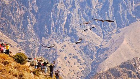 Colca Canyon Peru condors