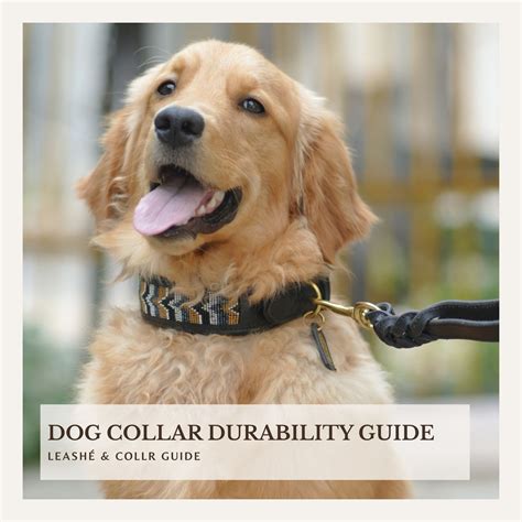 Collar Comfort and Durability