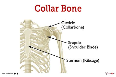 Collarbone: Anatomy, Function & Everything You Need 