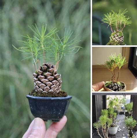 How to Grow Pine Trees from Pine Cones