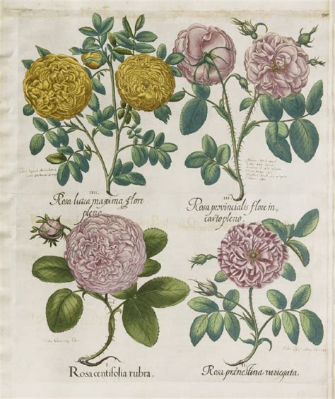Collecting botanical illustrations