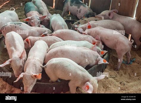 Colombia farm animals