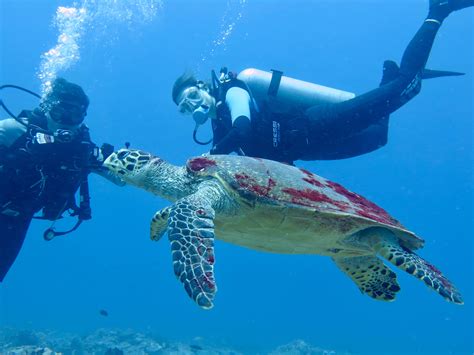 Colombo dive sites