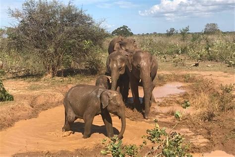 Colombonegombo: Top Sigiriya, Dambulla & Minneriya Safari Review