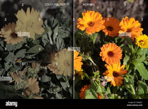 Color Blind Vision Simulator