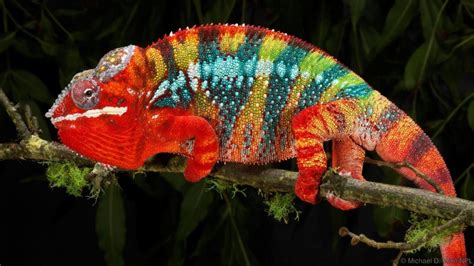 Discover the Fascinating World of Color Changing Animals: Exploring Nature's Master of Camouflage