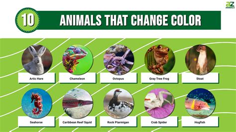 Discover the Fascinating World of Color Changing Animals: Exploring Nature's Master of Camouflage