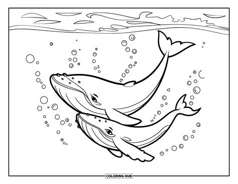 Color Page Whale