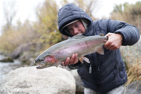 Colorado fish stocking data
