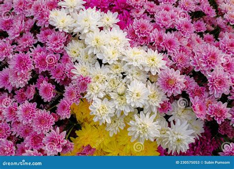 Colorful Chrysanthemums