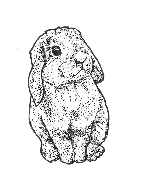 Coloriage De Lapin Belier