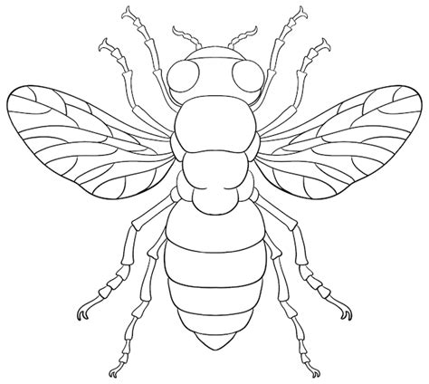 Coloriage Insectes Agraven