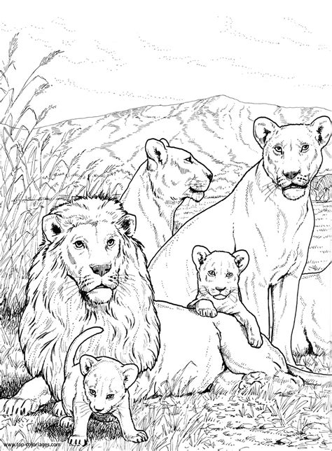 Coloriage Lion Et Sa Famille