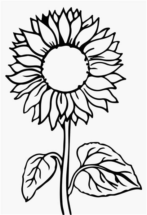 Coloriage Tournesol