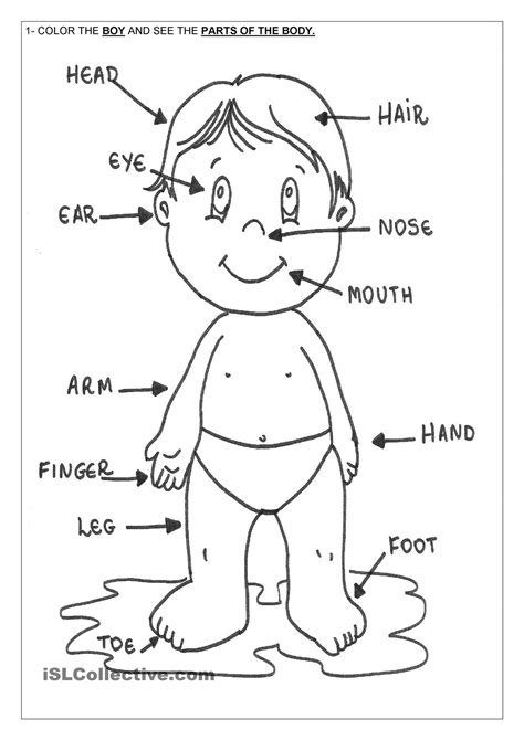 Coloring Body Parts Worksheet