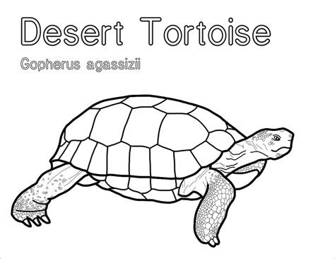 Coloring Book Desert Tortoise