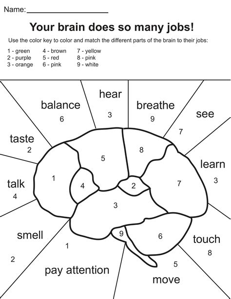Coloring Brain Worksheet For Kids