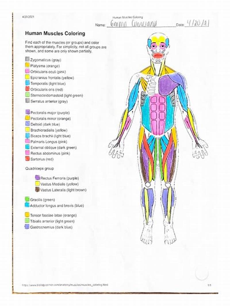 Coloring Key Human Muscle Coloring