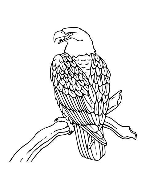 Coloring Page Bald Eagle