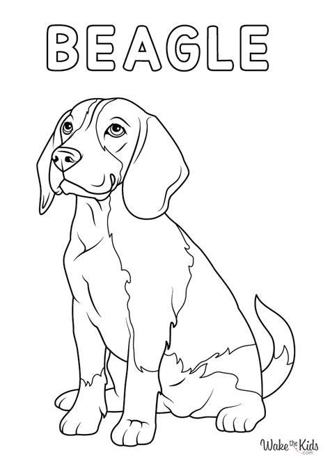 Coloring Page Beagle