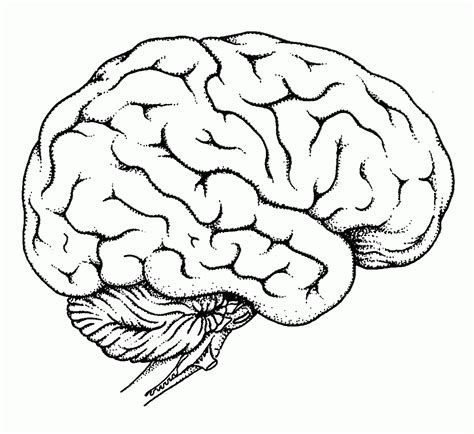 Coloring Page Of A Brain