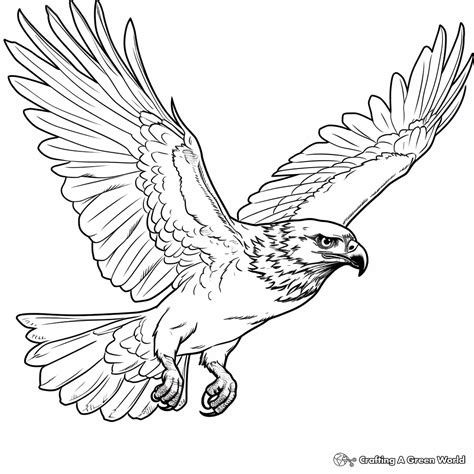 Coloring Page Of A Hawk