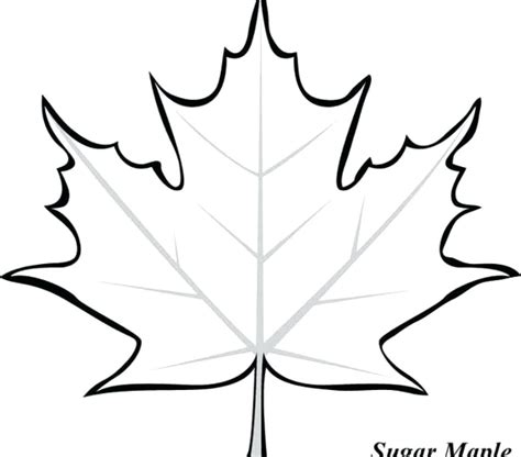Coloring Page Of A Maple Leaf