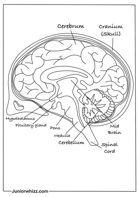 Coloring Page Of Brain