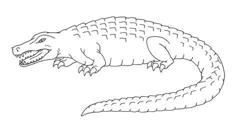 Coloring Pages Alligator