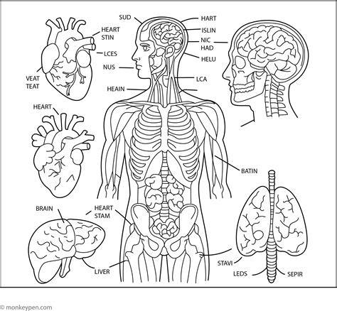 Coloring Pages Anatomy