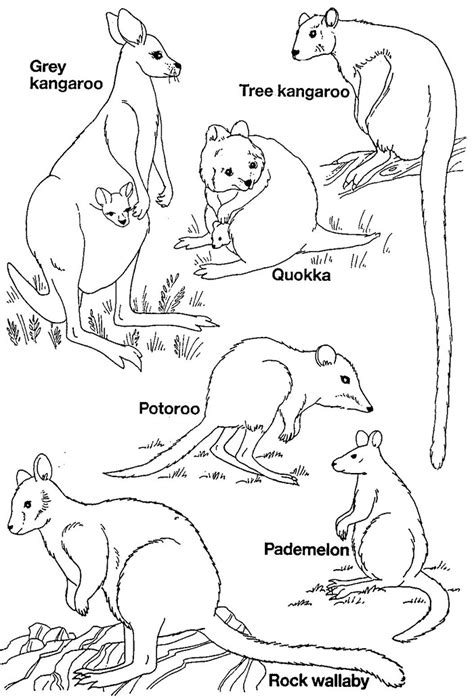 Coloring Pages Australian Animals