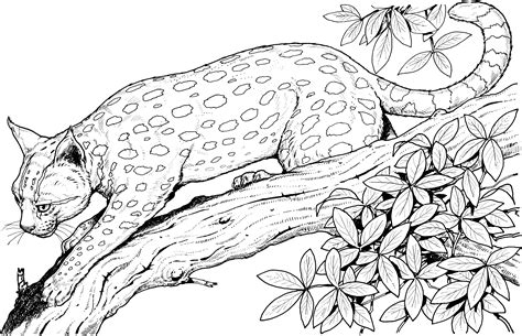 Coloring Pages Big Cats