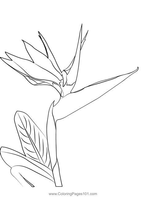 Coloring Pages Bird Of Paradise