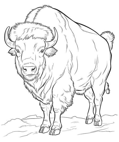 Coloring Pages Bison