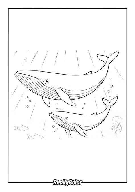 Coloring Pages Blue Whale
