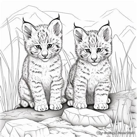Coloring Pages Bobcat