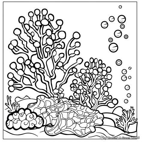 Coloring Pages Coral