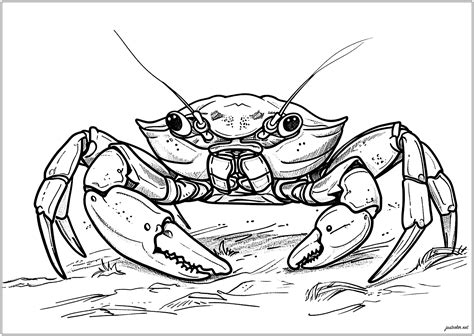Coloring Pages Crab