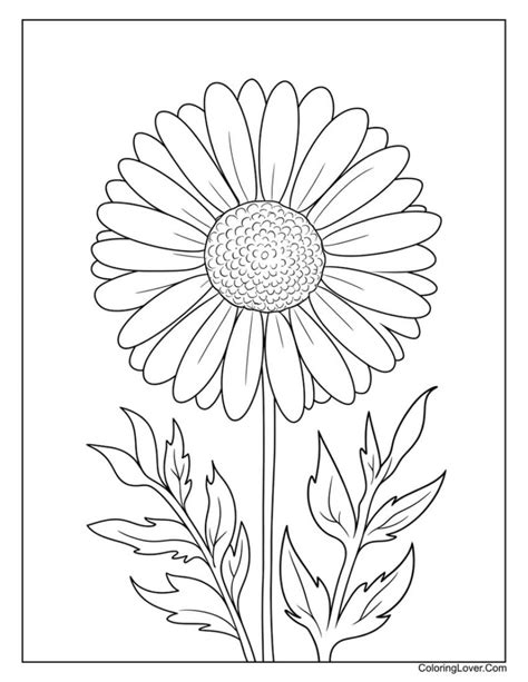 Coloring Pages Daisy