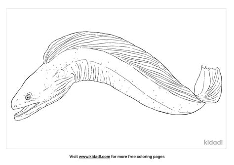 Coloring Pages Eel
