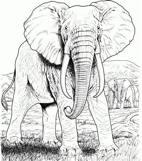 Coloring Pages For Adults Elephant
