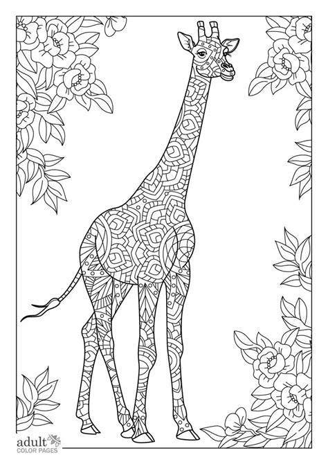 Coloring Pages For Adults Giraffe