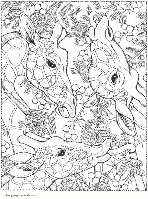Coloring Pages For Adults Giraffes