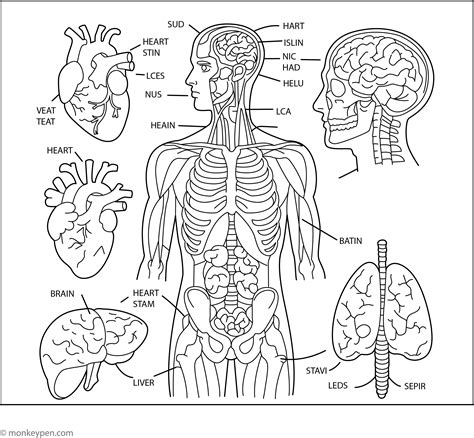 Coloring Pages For Anatomy